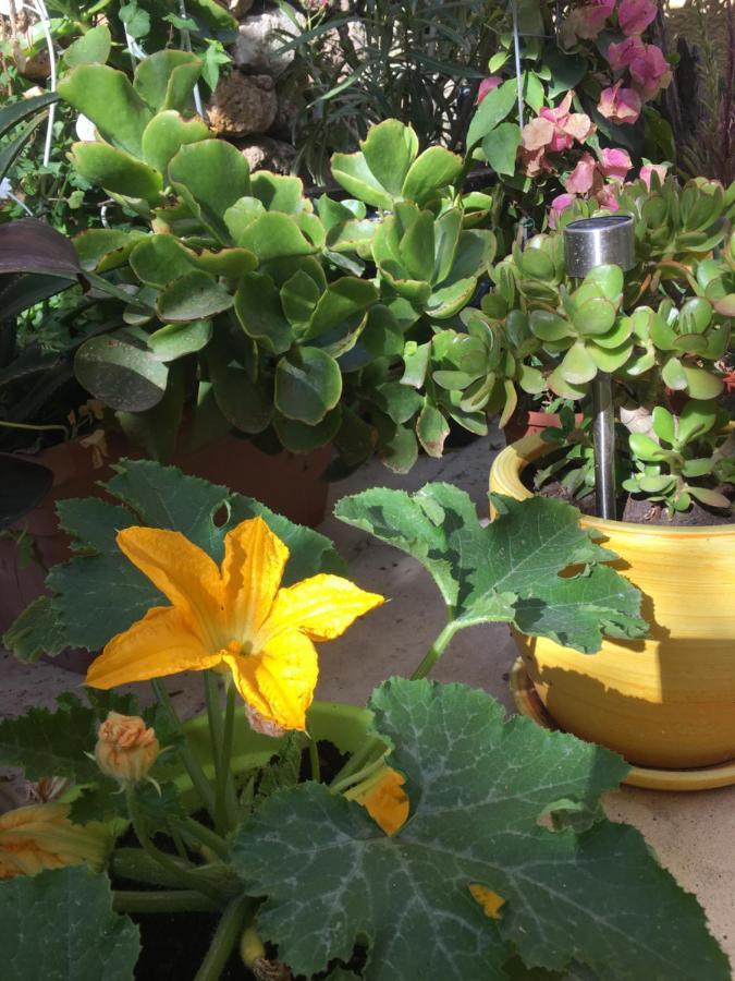 Botanica B&B 沙拉 外观 照片